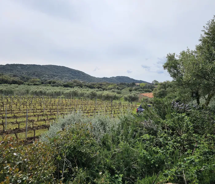 Carrossel Produtores - Bachelet-Monnot 04