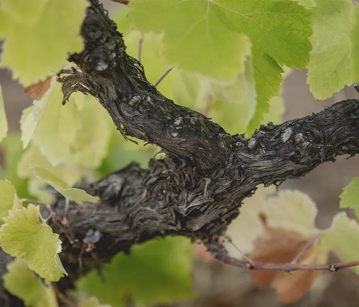 Carrossel Produtores - Luis Seabra 03