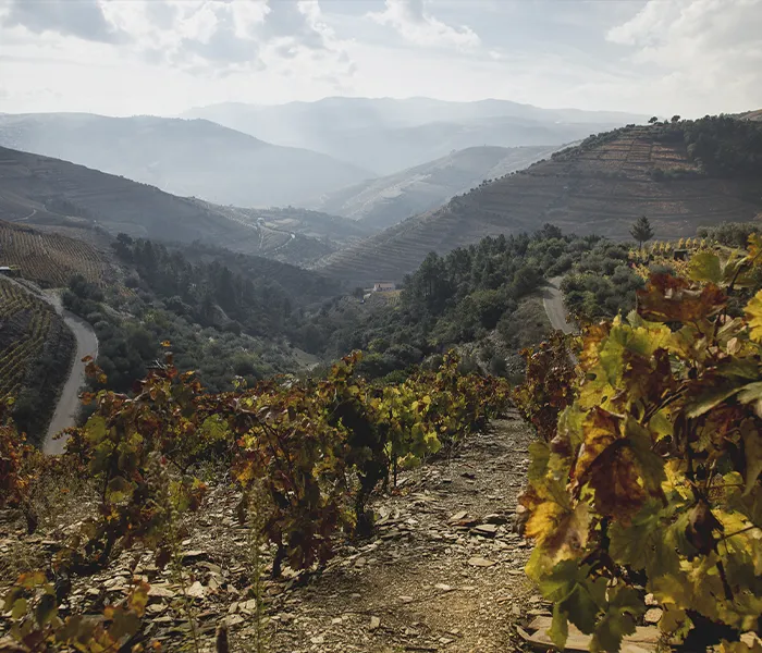 Carrossel Produtores - Luis Seabra 06