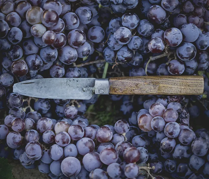 Carrossel Produtores - Luis Seabra 07