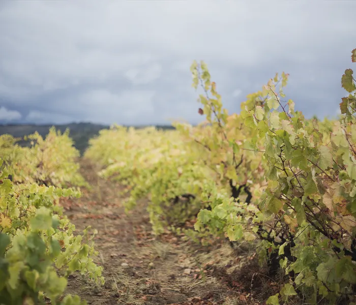 Carrossel Produtores - Luis Seabra 09