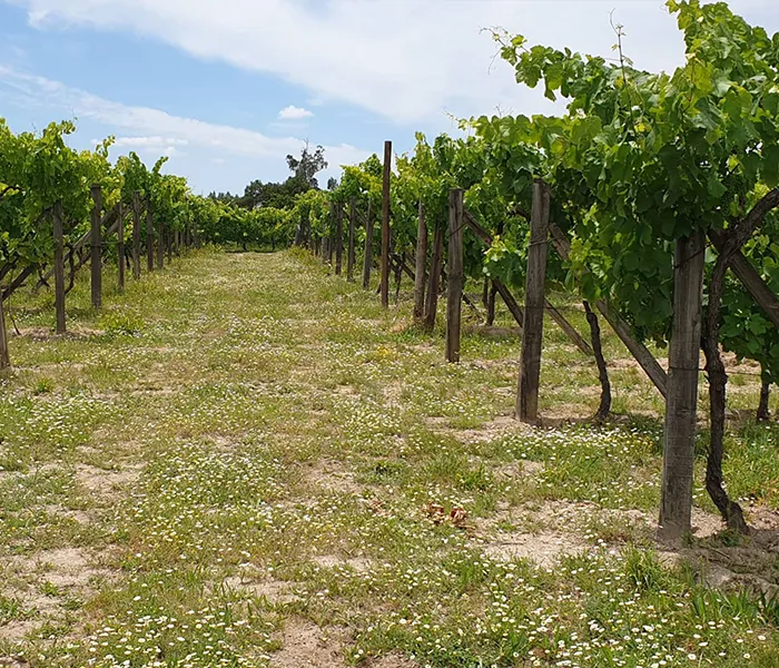 Carrossel Produtores - Casa da Bouça 04