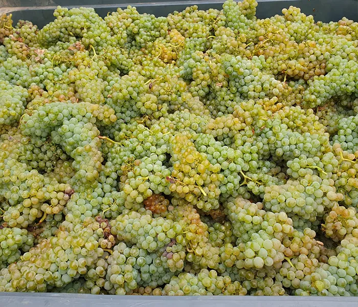 Carrossel Produtores - Casa da Bouça 05