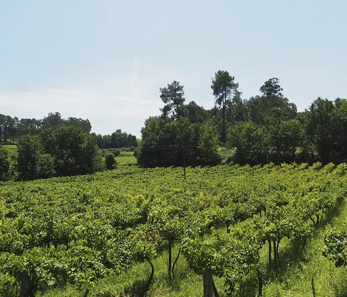 Carrossel Produtores - Casa da Bouça 08