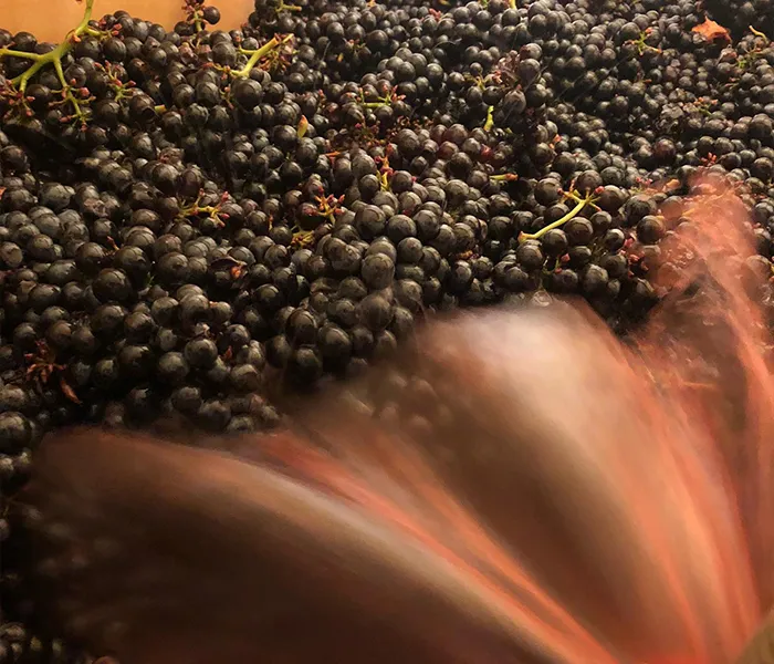 Carrossel Produtores - Cellier Saint-Benoit 02