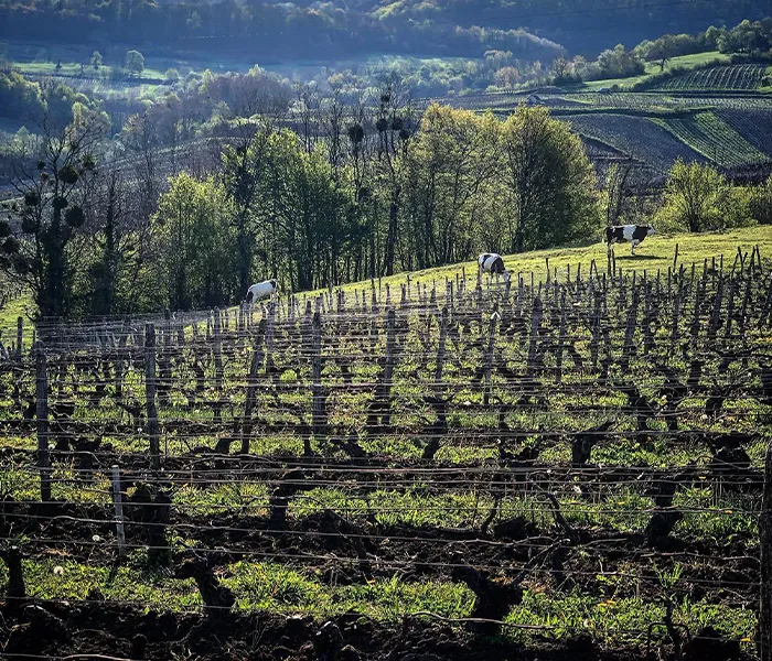 Carrossel Produtores - Cellier Saint-Benoit 03