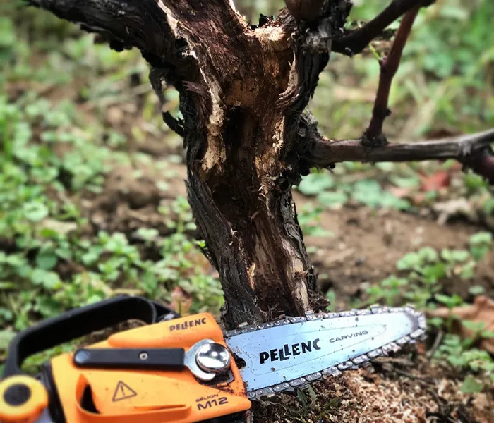 Carrossel Produtores - Cellier Saint-Benoit 04