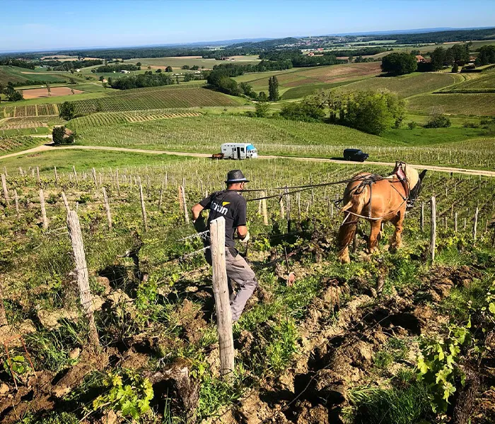 Carrossel Produtores - Cellier Saint-Benoit 05