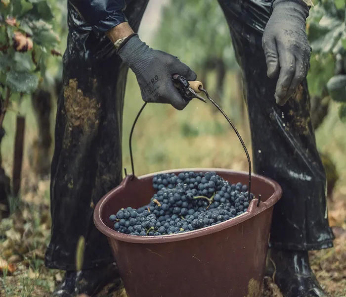 Carrossel Produtores - Clos de Tart 02