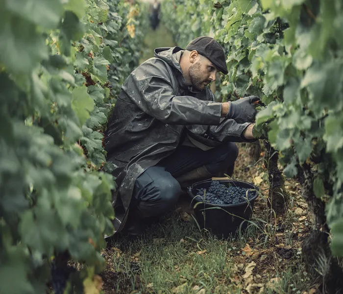 Carrossel Produtores - Clos de Tart 06