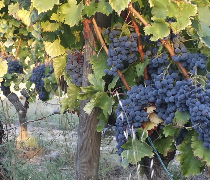 Carrossel Produtores - Eric Texier 02