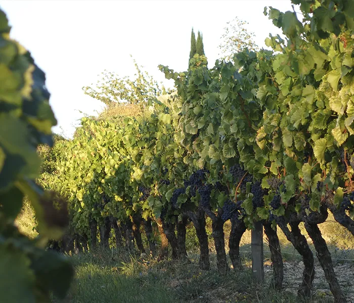 Carrossel Produtores - Eric Texier 05