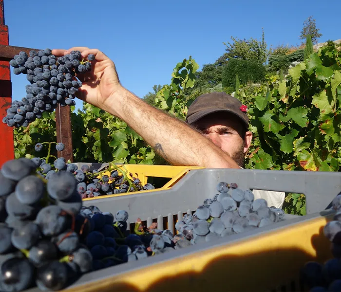 Carrossel Produtores - Eric Texier 07