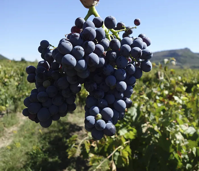 Carrossel Produtores - Eric Texier 09