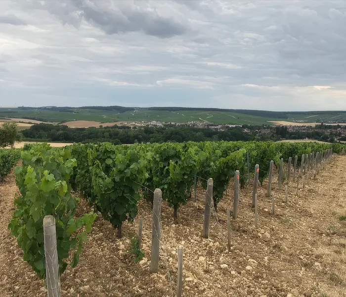 Carrossel Produtores - François Raveneau 02