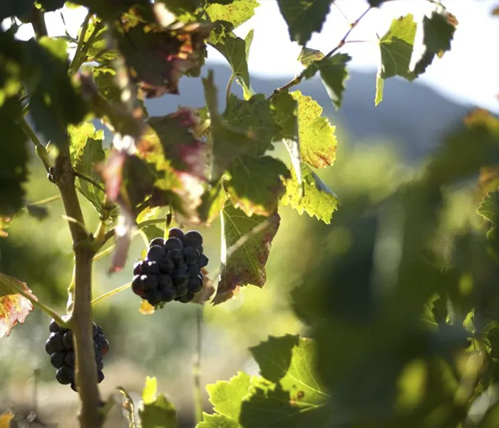 Carrossel Produtores - Gour de Chaulé 02