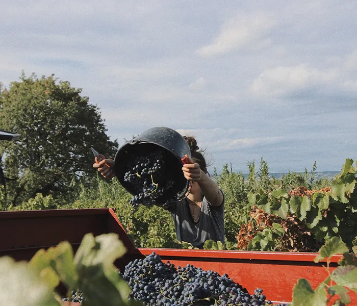 Carrossel Produtores - Gour de Chaulé 06