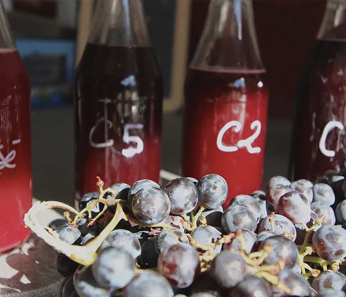 Carrossel Produtores - Gour de Chaulé 09