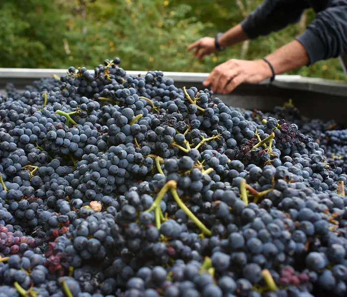 Carrossel Produtores - Les Poete 02