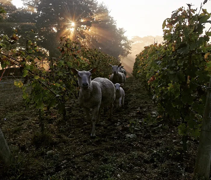 Carrossel Produtores - Les Poete 07