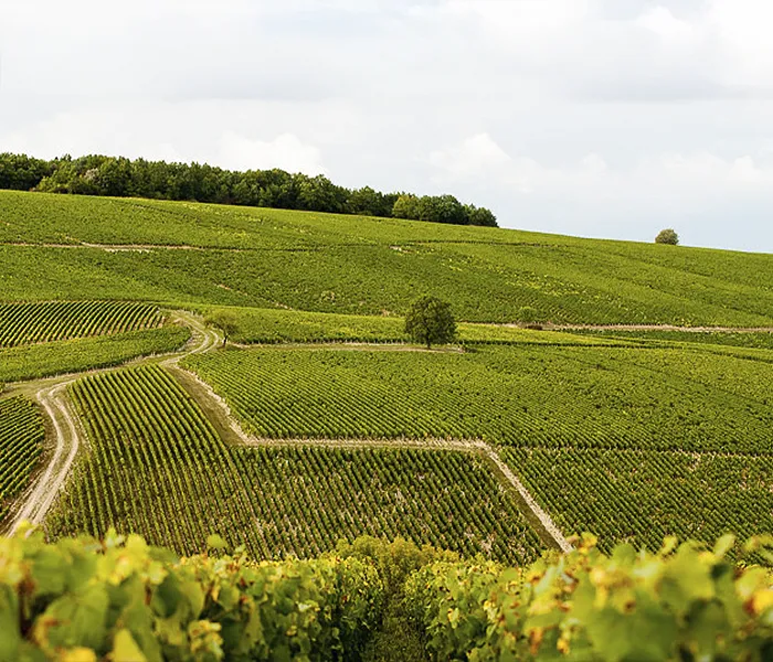 Carrossel Produtores - Pattes Loup 03