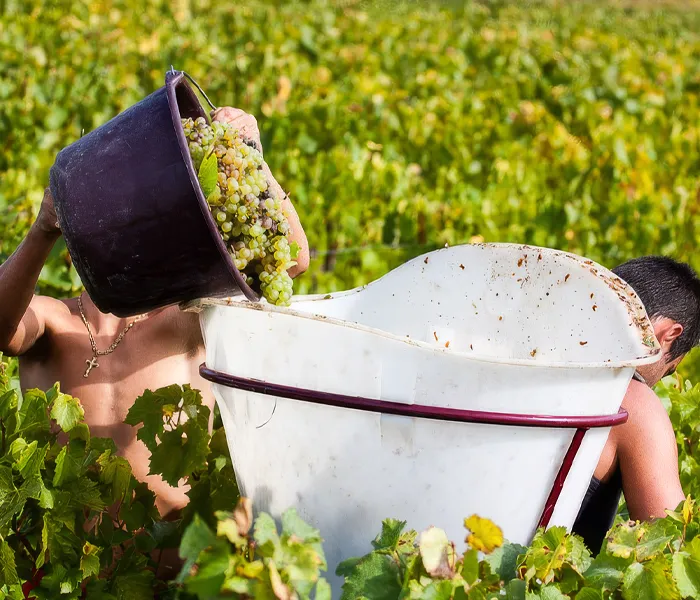 Carrossel Produtores - Pattes Loup 08