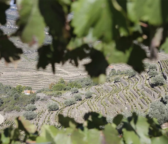 Carrossel Produtores - Quinta do Fojo 01