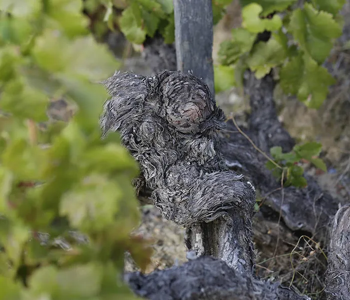 Carrossel Produtores - Quinta do Fojo 03