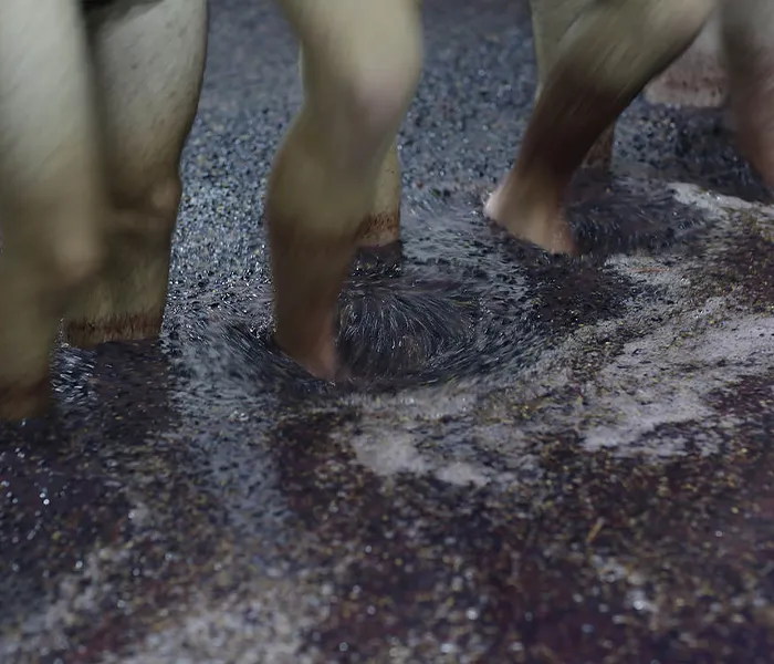 Carrossel Produtores - Quinta do Fojo 04