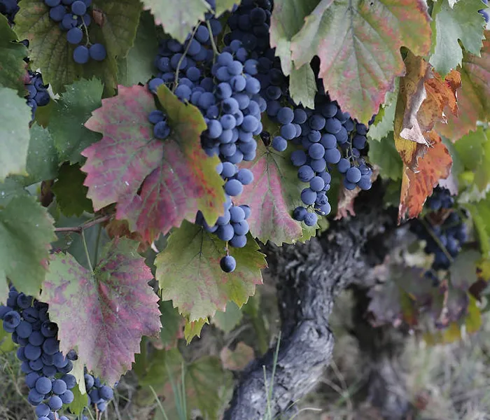 Carrossel Produtores - Quinta do Fojo 08