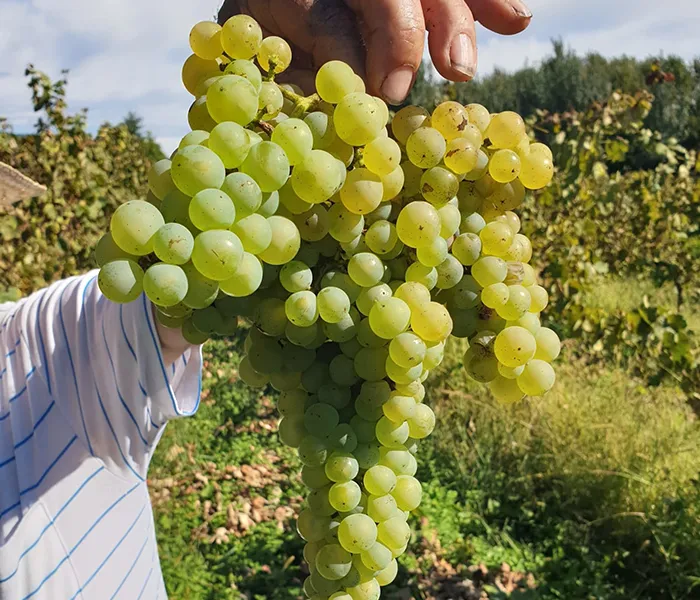 Carrossel Produtores - Quinta do Fojo 09