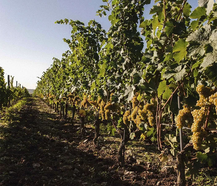 Carrossel Produtores - Thibaud Boudignon 01