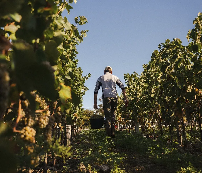 Carrossel Produtores - Thibaud Boudignon 03