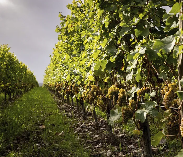 Carrossel Produtores - Thibaud Boudignon 04