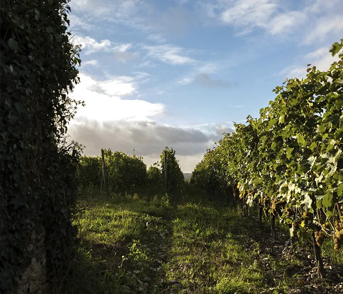 Carrossel Produtores - Thibaud Boudignon 08