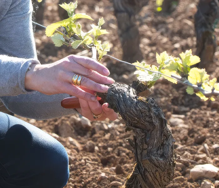 Carrossel Produtores - Mugneret-Gibourg 05