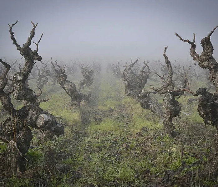 Carrossel Produtores - Pedro Parra y Familia 02