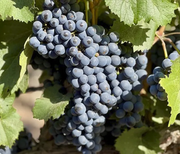 Carrossel Produtores - Tiano & Nareno 06