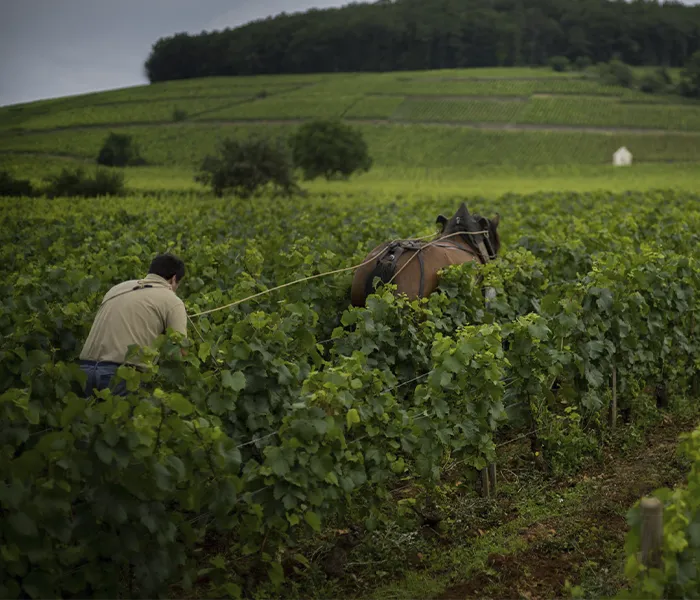 Carrossel Produtores - Chandon de Briailles 01