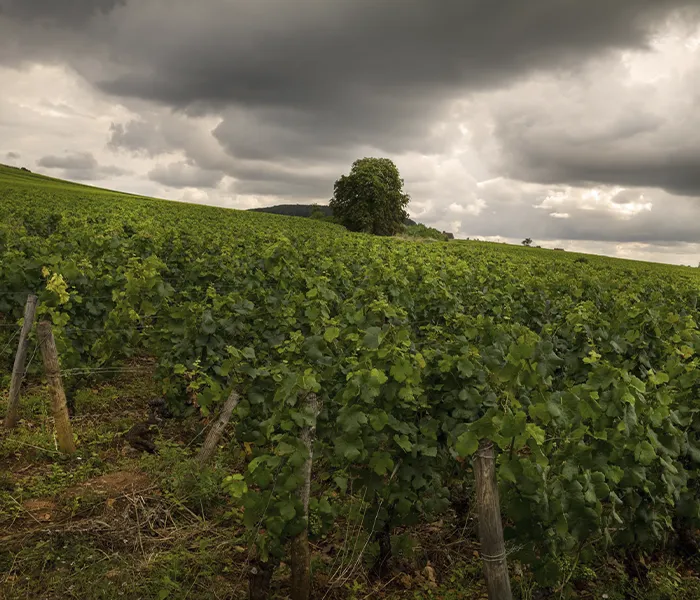 Carrossel Produtores - Chandon de Briailles 08