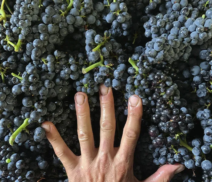 Carrossel Produtores - Chandon de Briailles 09