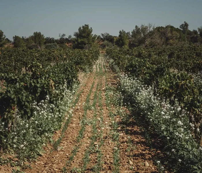 Carrossel Produtores - Danjou-Banessy 05