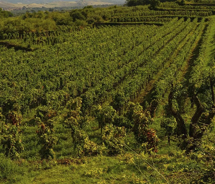 Carrossel Produtores - Girolamo Russo 08