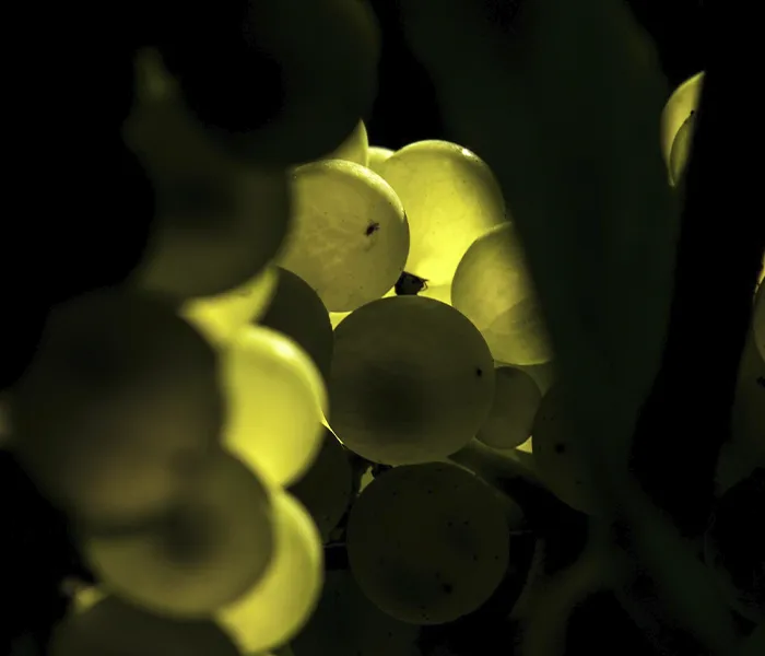 Carrossel Produtores - Philipponnat 05